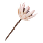 Protea művirág csokor 65 cm